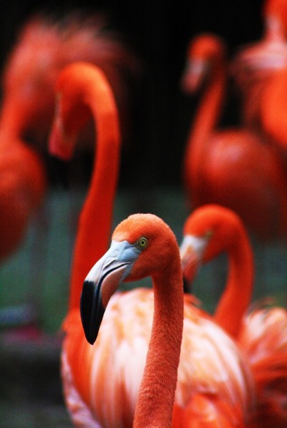 S815   Set Flamingo's